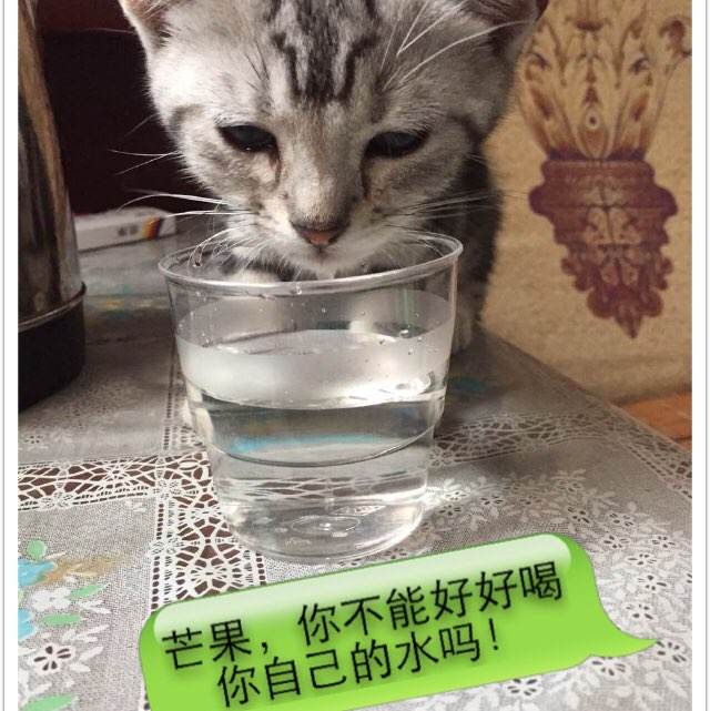南达科他州驾驶证怎么仿制